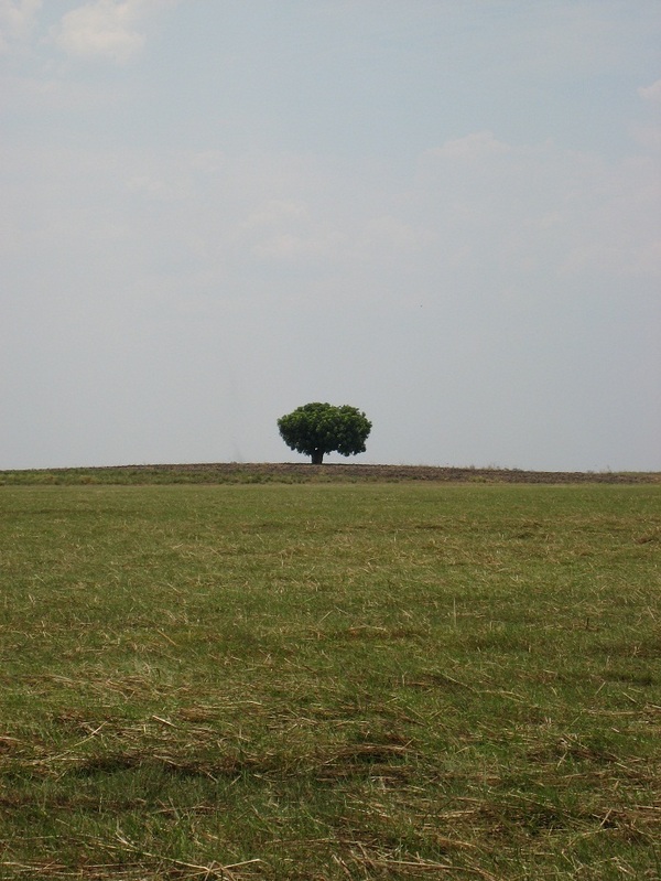 Confluence area. The solitary tree is 370 m NW of the Confluence