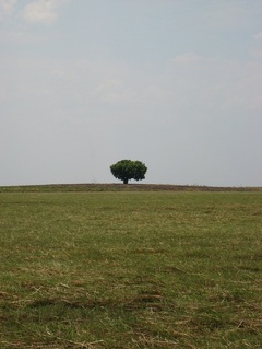 #1: Confluence area. The solitary tree is 370 m NW of the Confluence