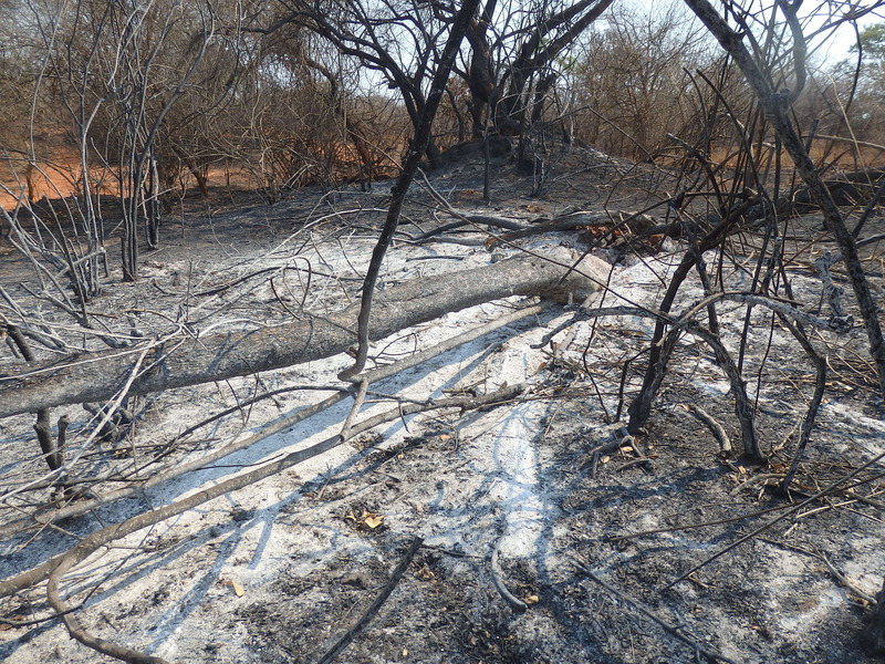 Burnt groundcover nearby