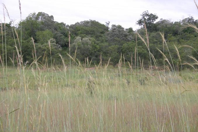 View of Confluence area through tall grass