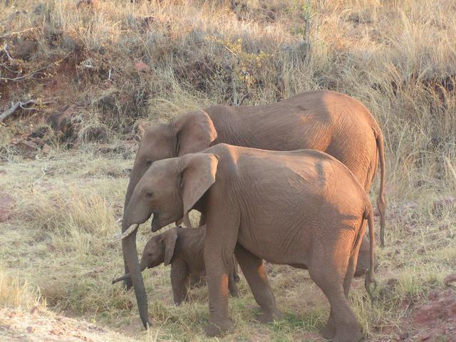 Elephants in the Sibilobilo