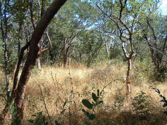 North view