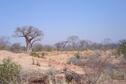 #5: View near our stop with baobab tree and termite mound