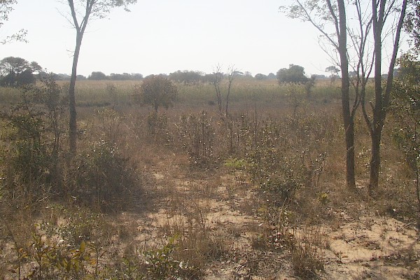 View North, trees turning to mashland on river approach