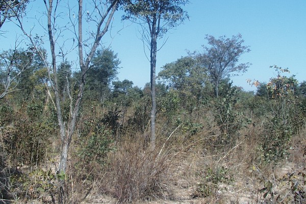 View South, trees in sandy ground