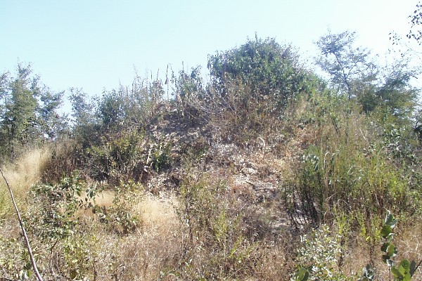 View West, trees in sandy ground