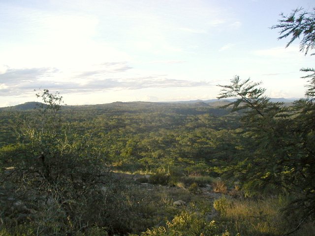 View of the Confluence under the tree canopy