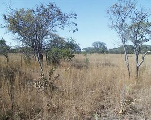 #1: View East, trees in grass land