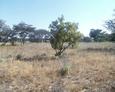 #3: View West, trees in grass land